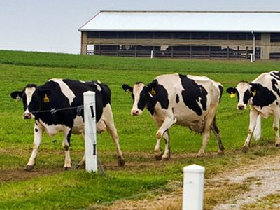 dairy-farm-supervisor-7