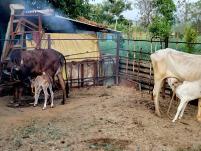 certification-in-organic-farming-2 certification-in-organic-farming-2