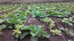 hydroponics-new-way-of-farming-1