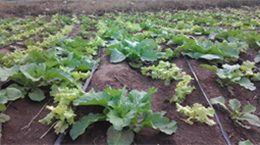 hydroponics-new-way-of-farming-1