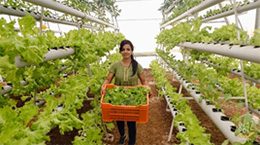 hydroponics-new-way-of-farming-3